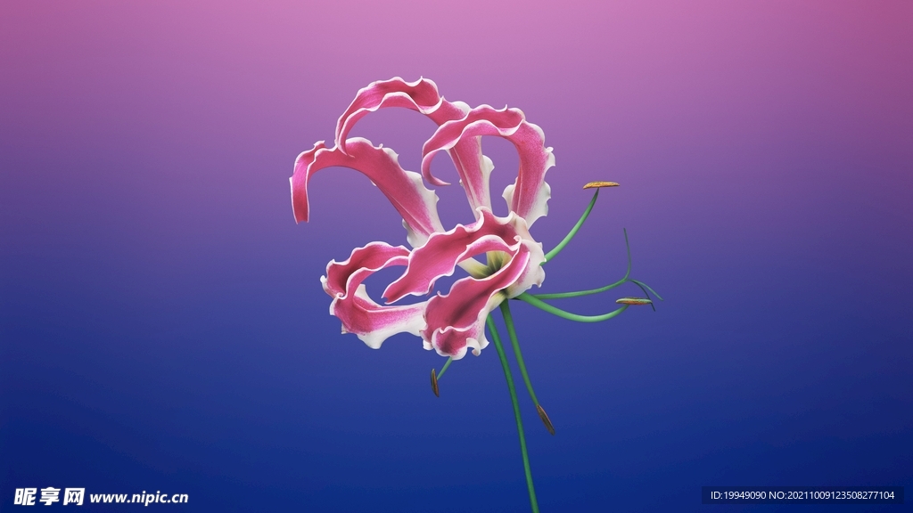 盛开的花瓣