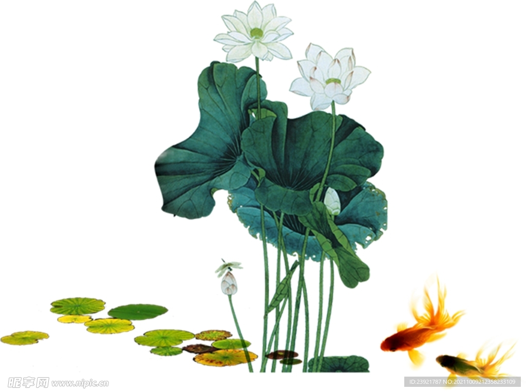 荷花