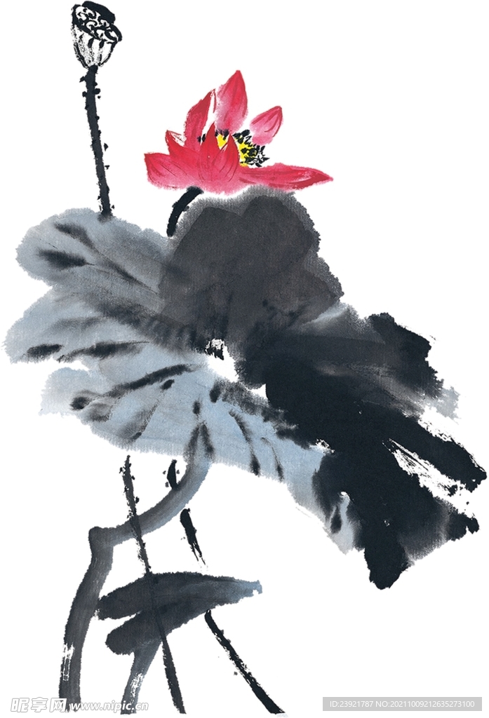 荷花