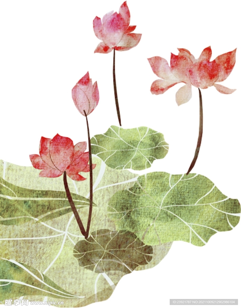 荷花