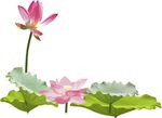 荷花
