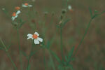 小花