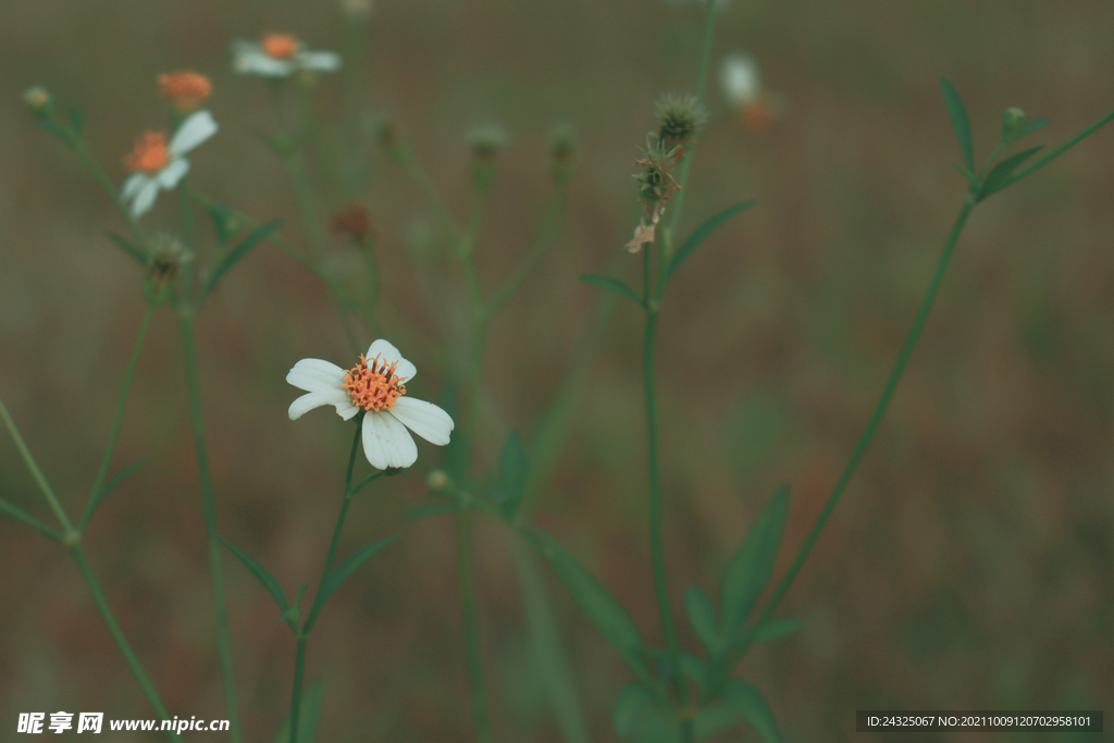 小花