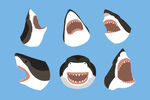 鲨鱼明信片