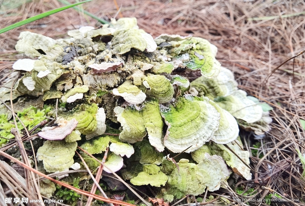 野生菌
