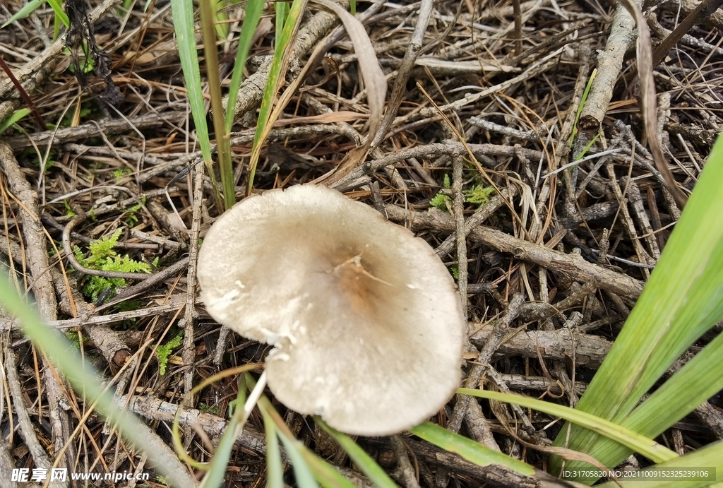 野生菌