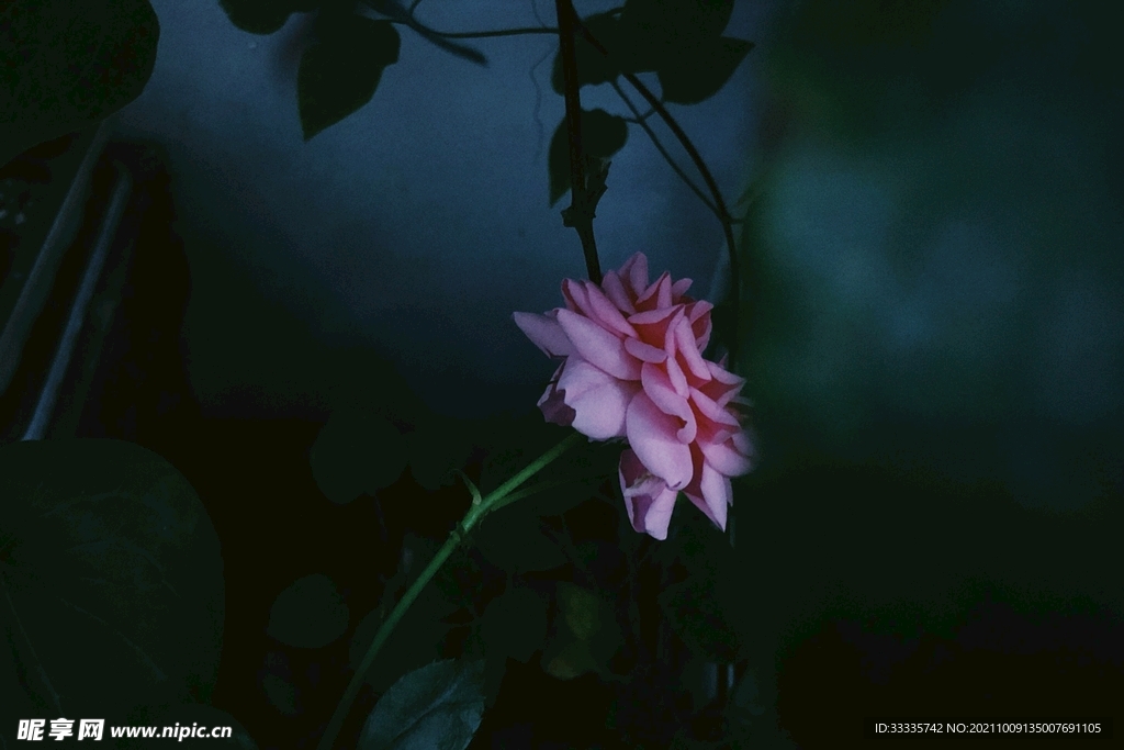 月季花