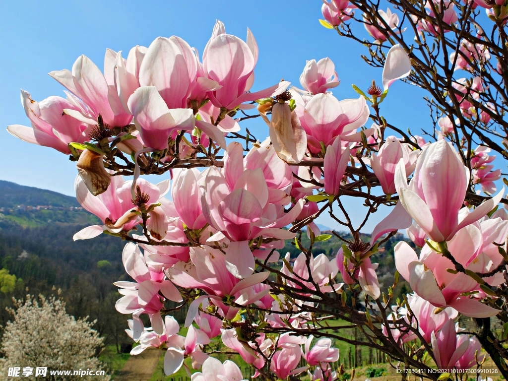 桃花