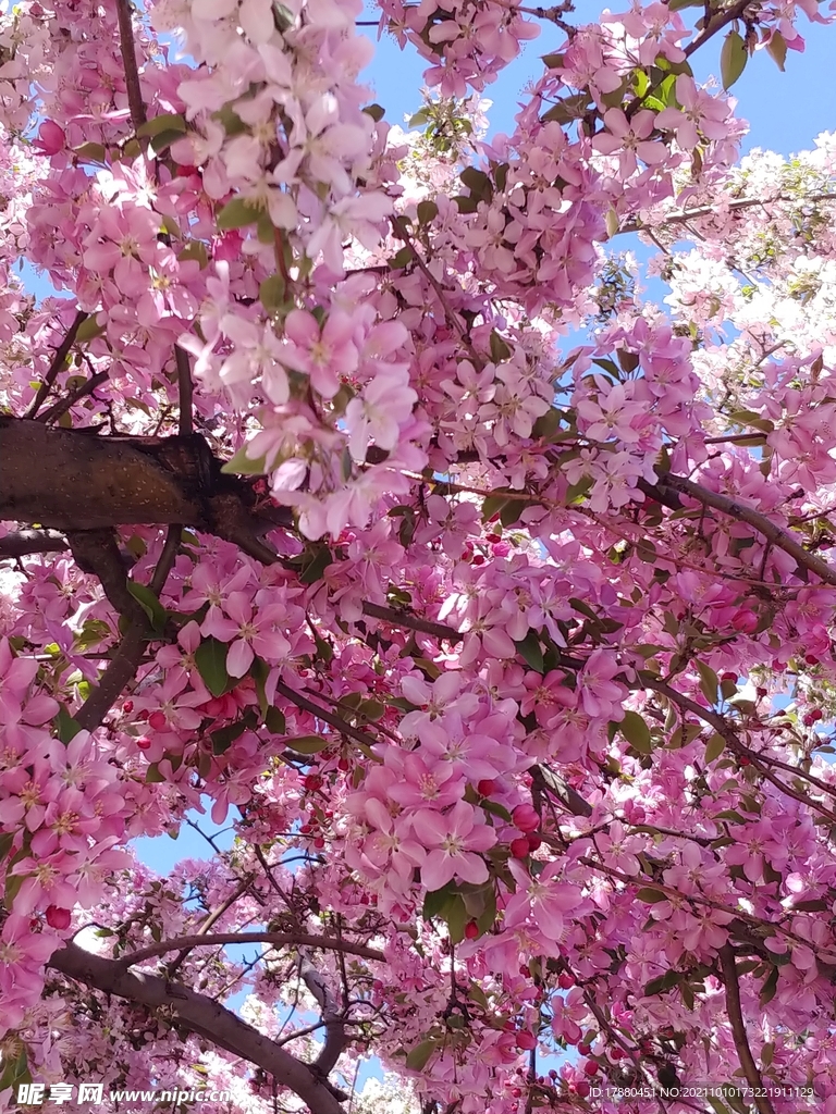 桃花