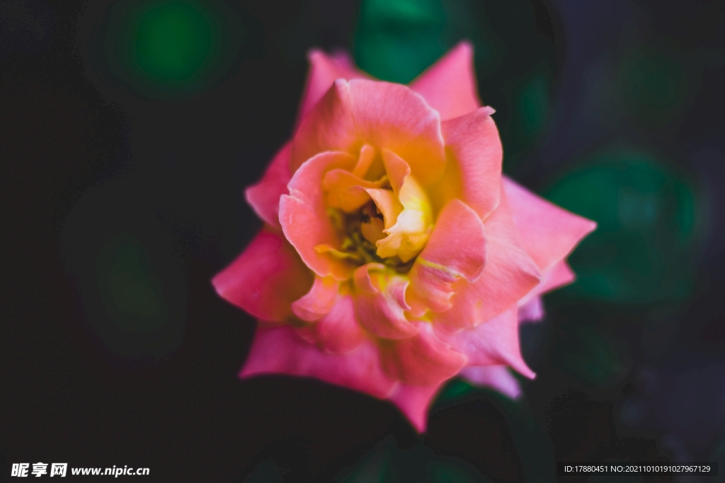 花卉