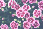 花卉
