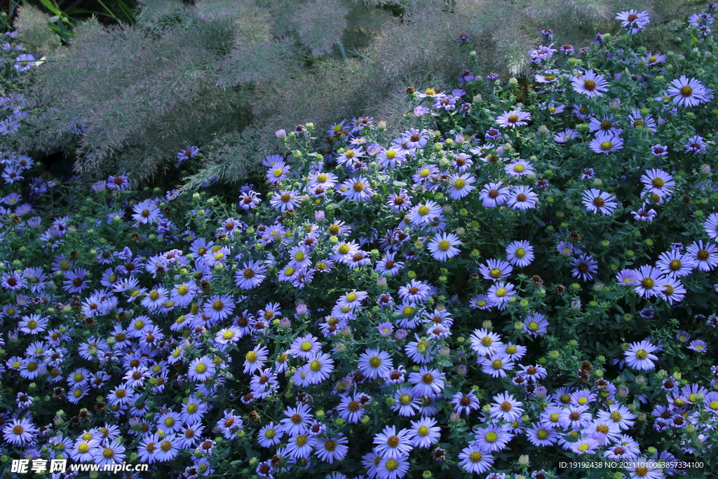 紫菀 