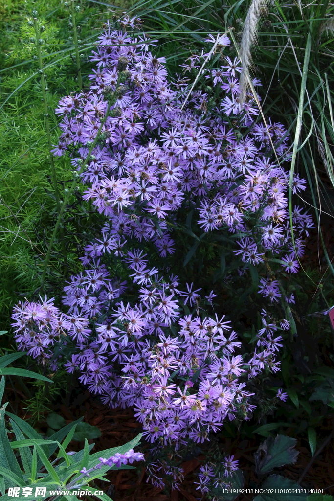 紫菀 