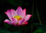 莲花