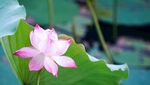莲花