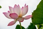 莲花