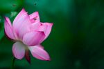 莲花