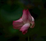 莲花