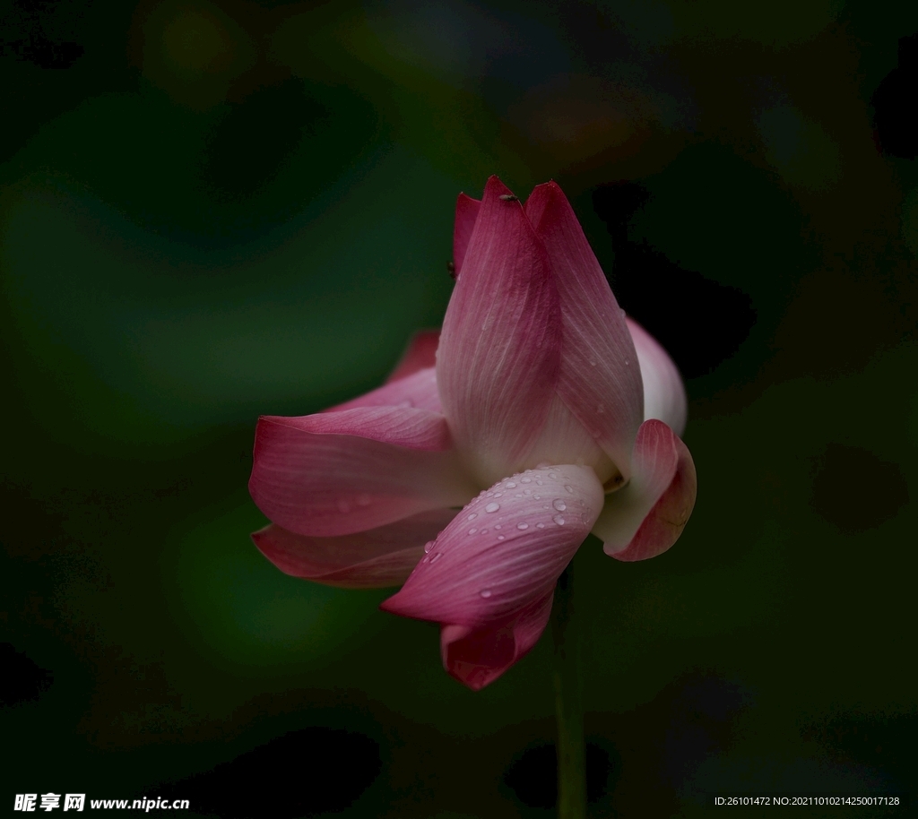 莲花