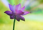 莲花