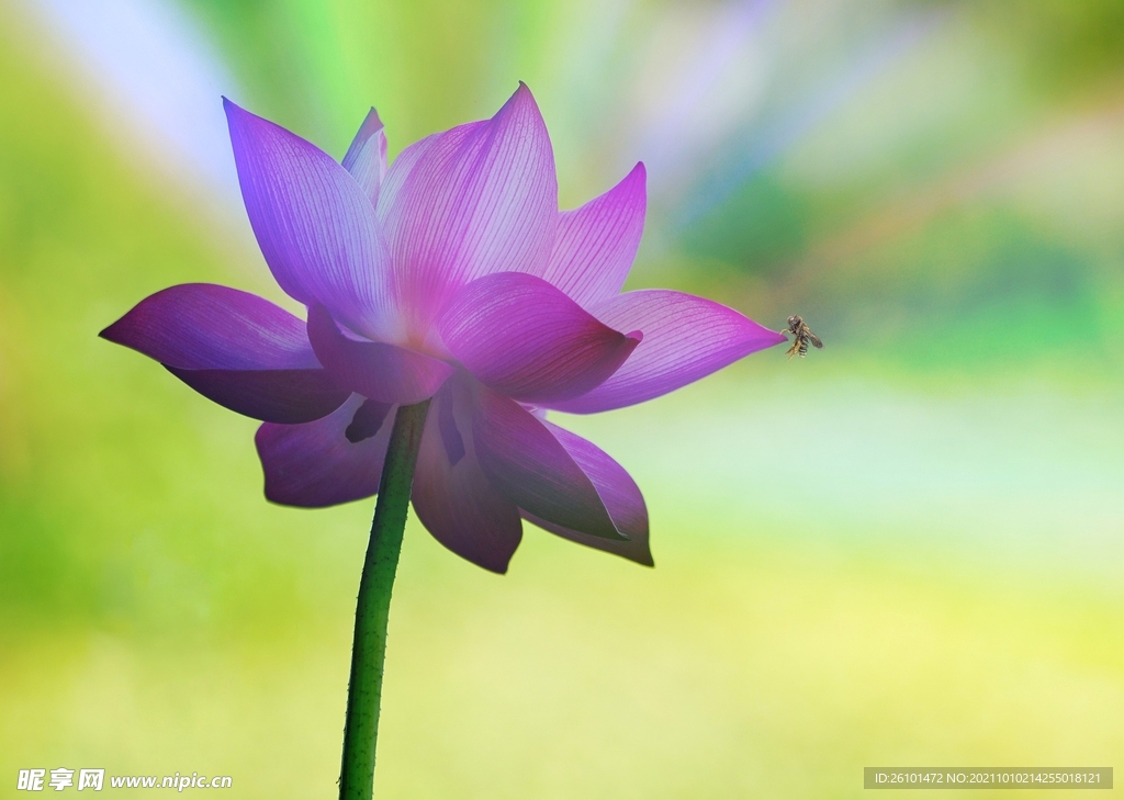 莲花