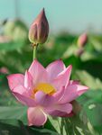 莲花