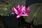 莲花