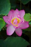 莲花