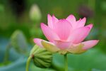 莲花