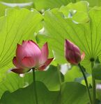莲花