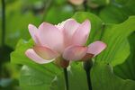 莲花