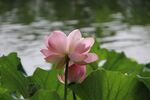 莲花