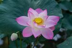 莲花