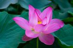 莲花