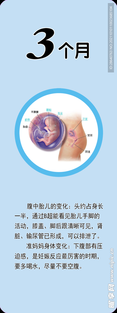 胎儿发育    3个月