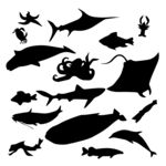 海洋生物剪影