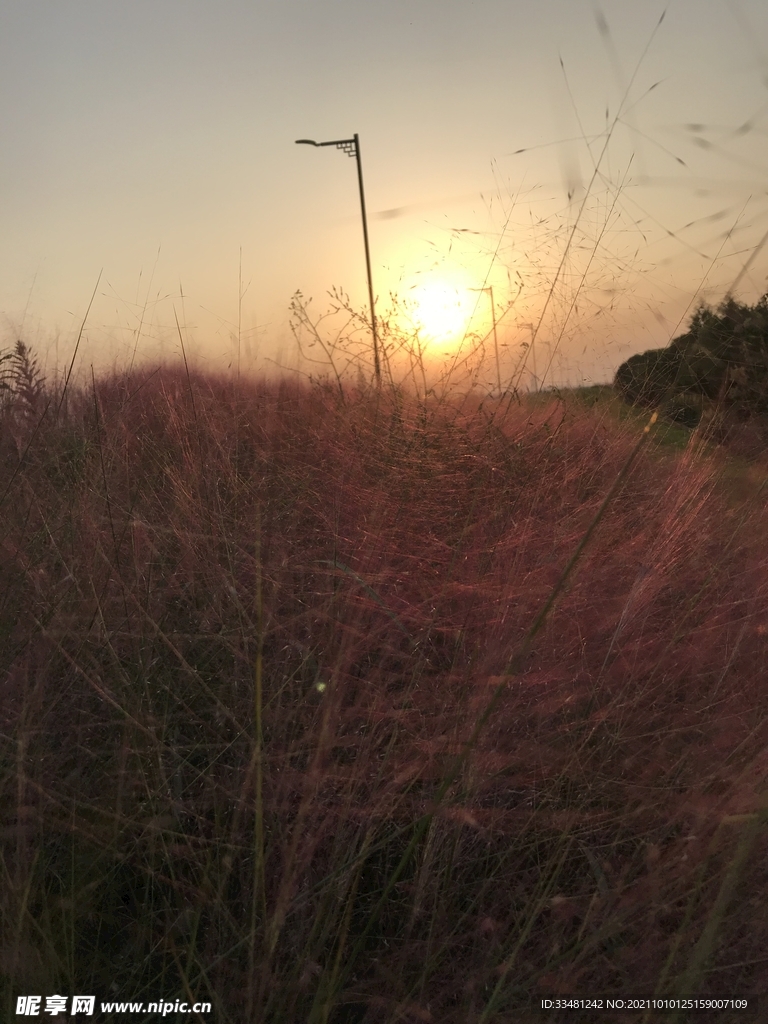 夕阳下的粉色黛子草
