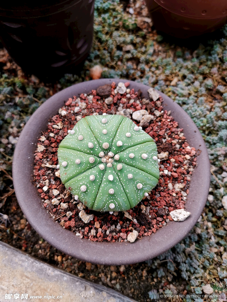 多肉植物 星球