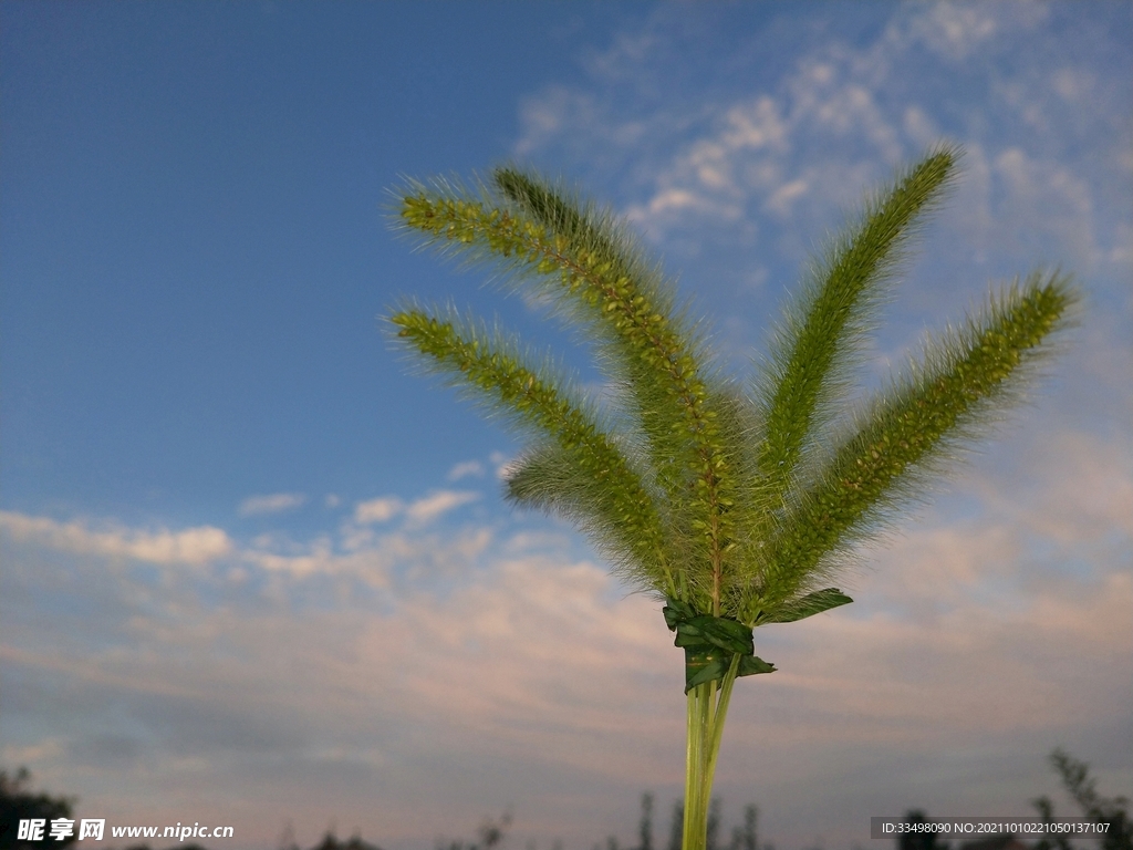 夕阳下的狗尾巴草