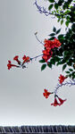 凌霄花
