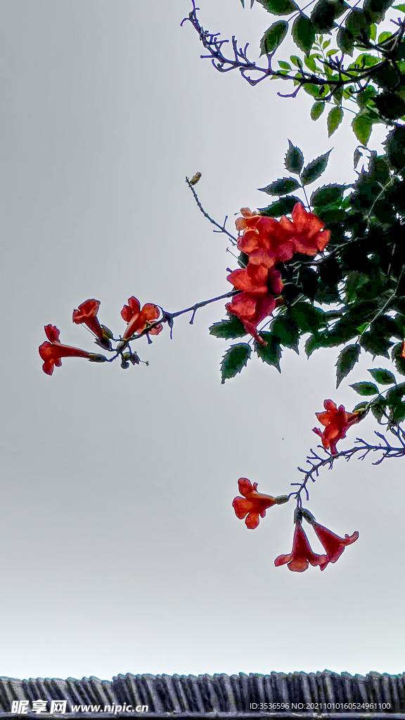 凌霄花