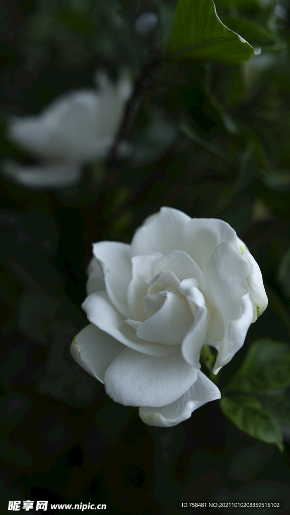 栀子花