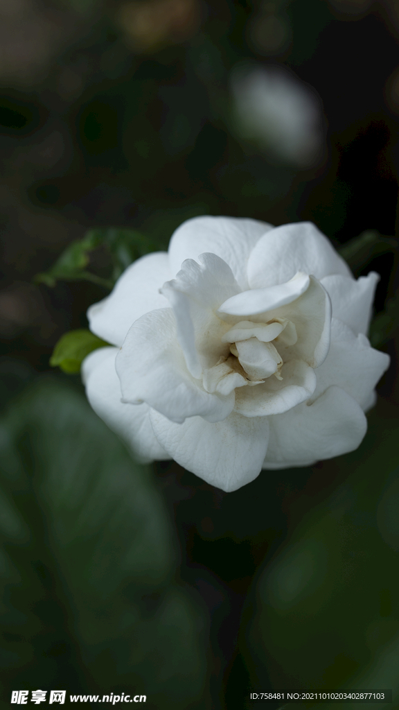 栀子花