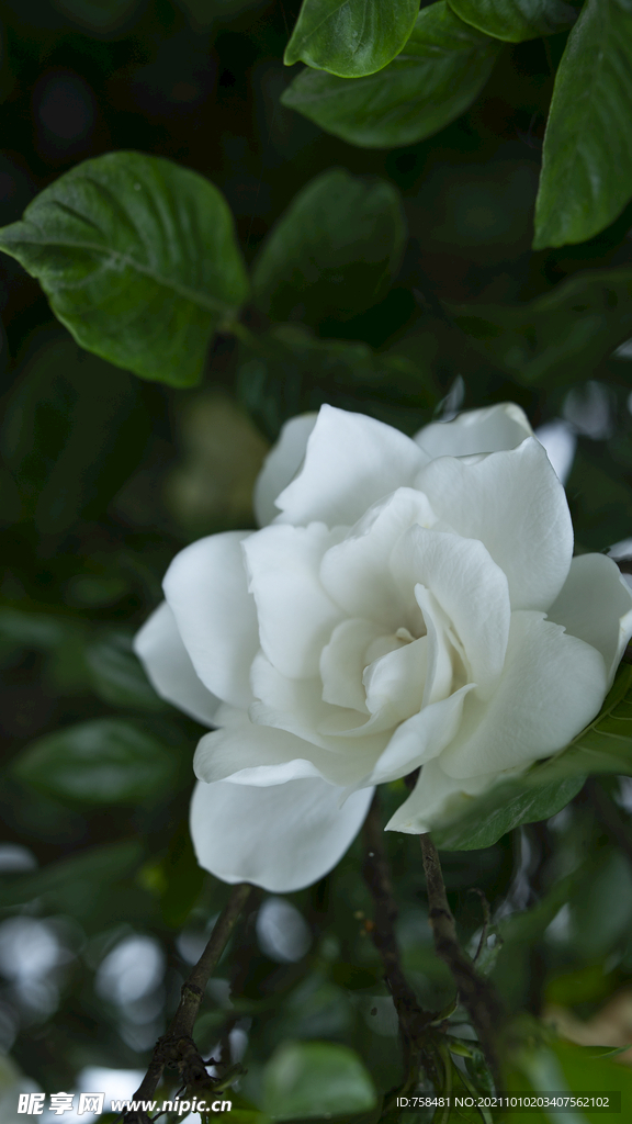 栀子花