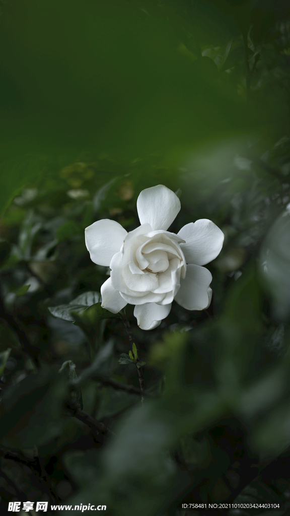 栀子花