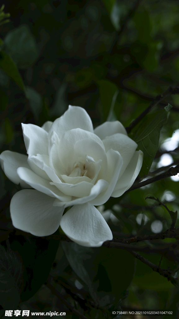 栀子花