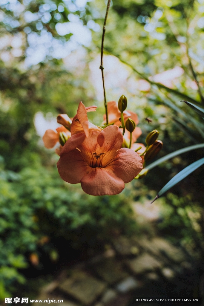 花卉