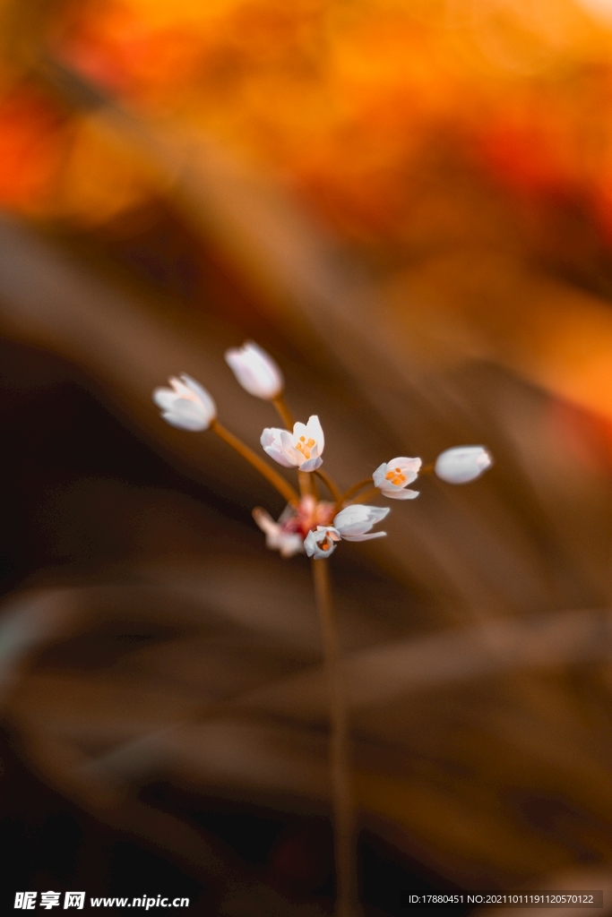 花卉