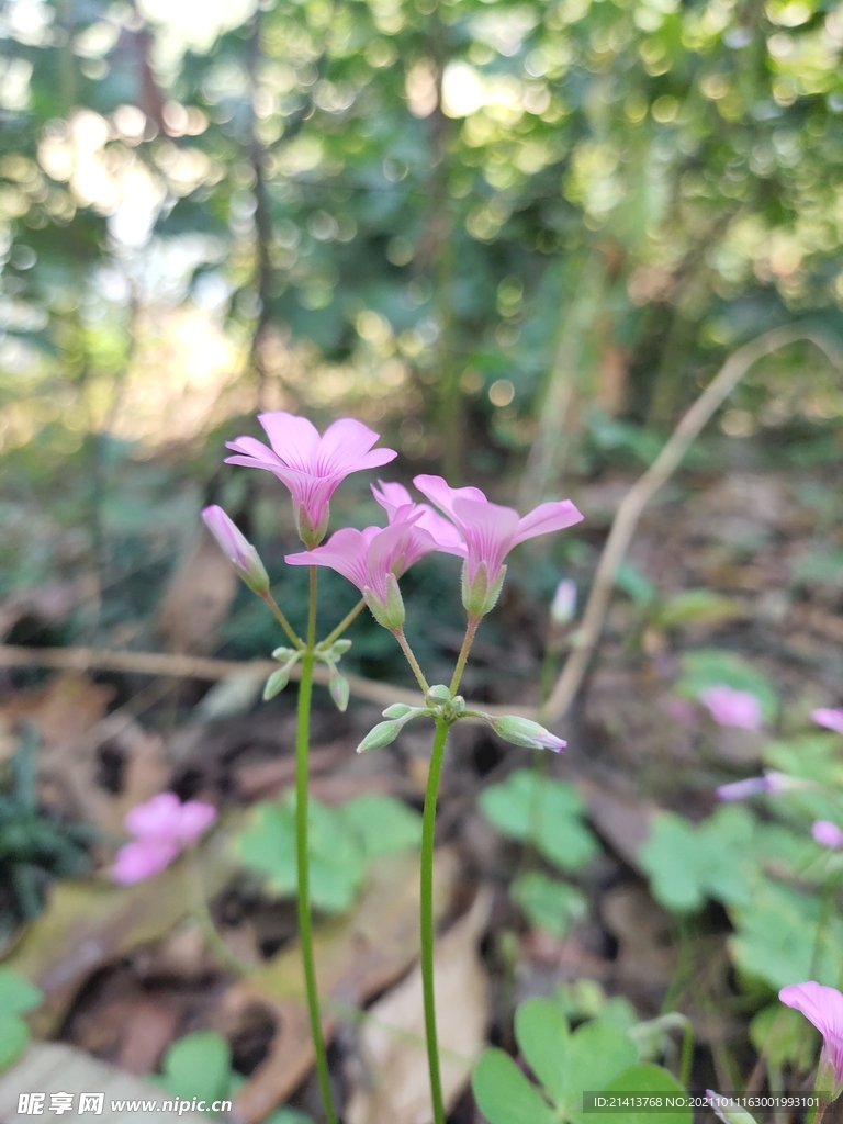 小花花朵花卉 