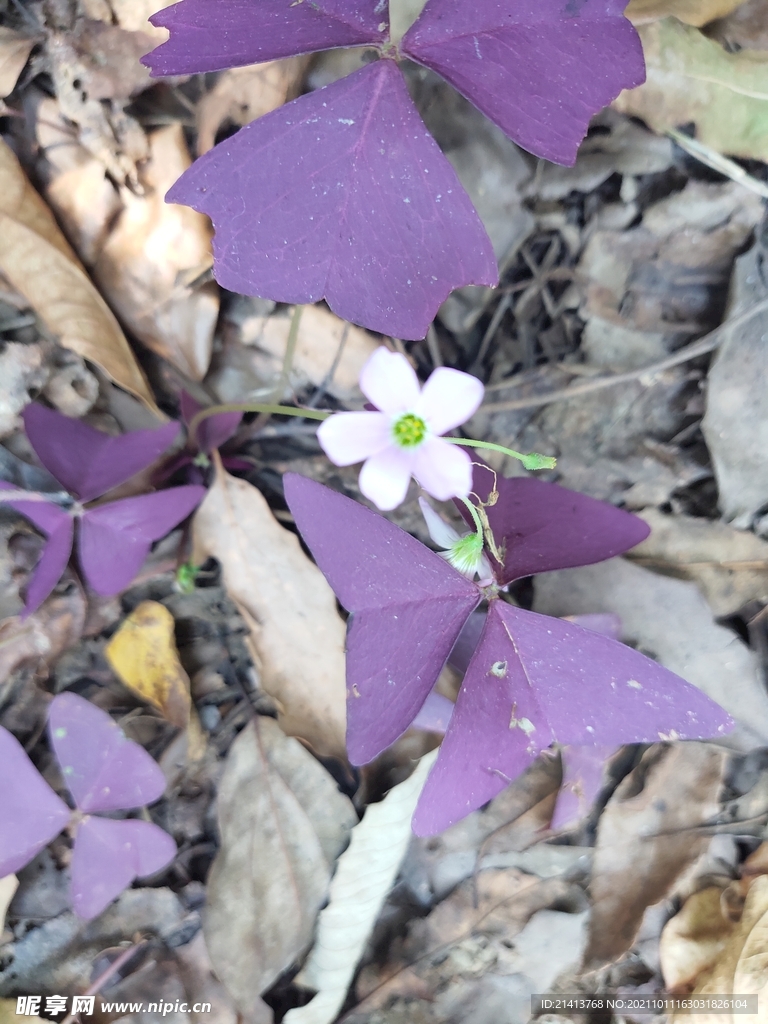 小花花朵花卉